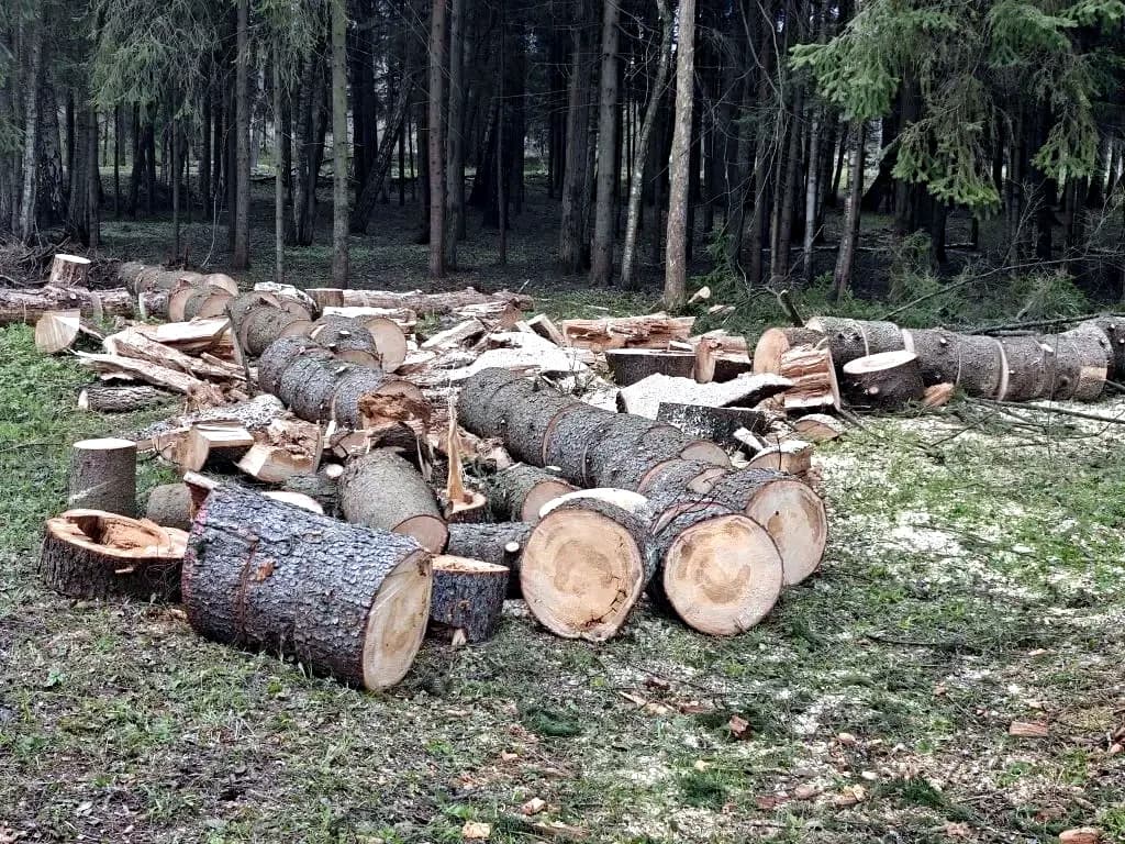 Спил и удаление деревьев